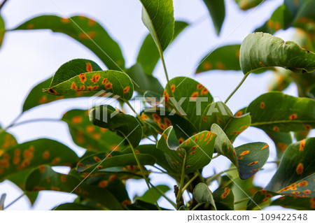 Pear leaves with pear rust infestation 109422548