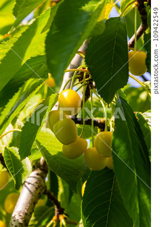 Branch of ripe red cherries on a tree in a garden Branch of ripe red cherries on a tree in a garden 109422549