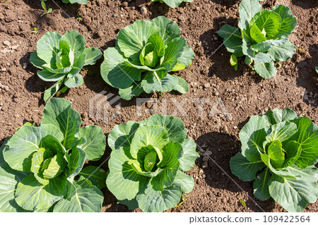young cabbage sprout on the vegetable bed young cabbage sprout on the vegetable bed 109422564