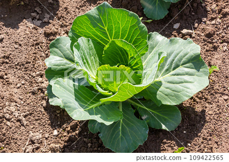 young cabbage sprout on the vegetable bed young cabbage sprout on the vegetable bed 109422565