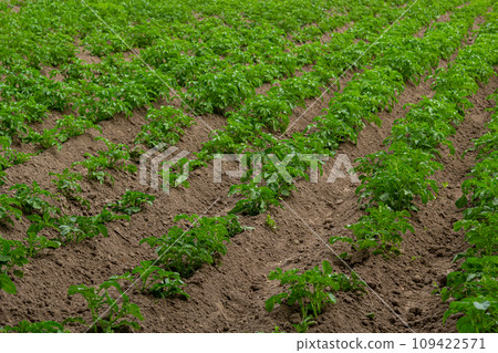 Potato field with green shoots of potatoes 109422571