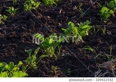 field of young green sugar beet field of young green sugar beet 109422582