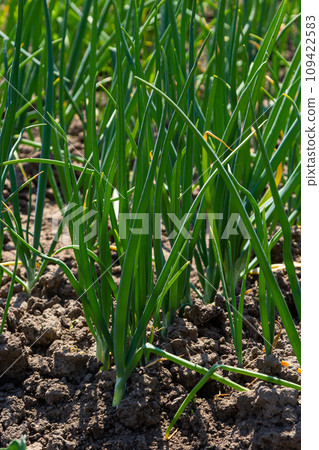 green onions growing in the garden 109422583