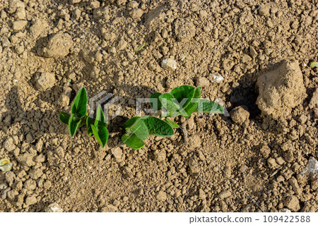A tender sprout of a soybean agricultural plant in a field grows in a row with other sprouts. Selective focus. A tender sprout of a soybean agricultural plant in a field grows in a row with other sprouts. Selective focus. 109422588