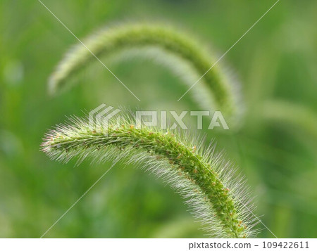 毛地黃花穗的特寫(公園花壇裡的貓戲弄) 毛地黃花穗的特寫(公園花壇裡的貓戲弄) 109422611