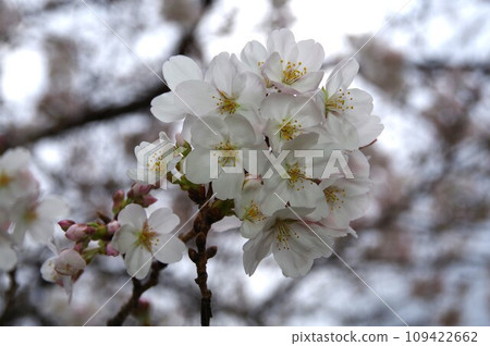Somei Yoshino 3 was created by crossing Edohigan cherry blossoms and Oshima cherry blossoms. 109422662