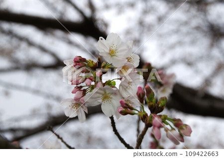 4 染井吉野櫻是江戶彼岸櫻和大島櫻雜交而成的。 109422663