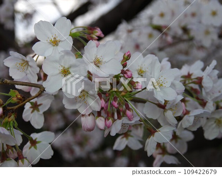 Somei Yoshino 21 was created by crossing Edohigan cherry blossoms and Oshima cherry blossoms. Somei Yoshino 21 was created by crossing Edohigan cherry blossoms and Oshima cherry blossoms. 109422679