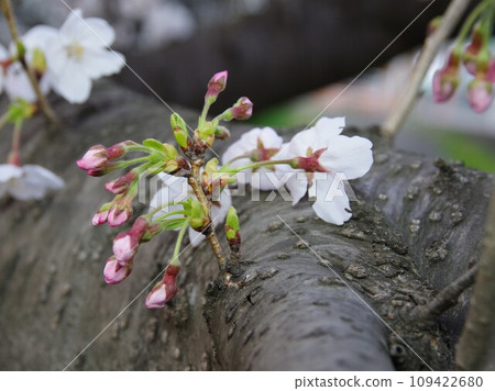 Somei Yoshino 23 was created by crossing Edohigan cherry blossoms and Oshima cherry blossoms. Somei Yoshino 23 was created by crossing Edohigan cherry blossoms and Oshima cherry blossoms. 109422680