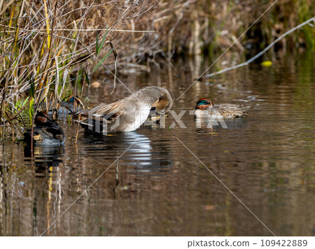A flock of reed ducks at the waterside 109422889