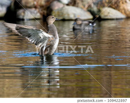 Reed duck flapping its wings at the waterside 109422897