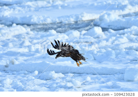 White-tailed eagle, drift ice of Rausu, Shiretoko Peninsula, Hokkaido White-tailed eagle, drift ice of Rausu, Shiretoko Peninsula, Hokkaido 109423028