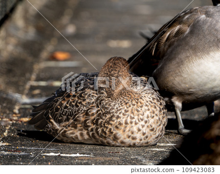 Close-up of a sleeping female pintail duck Close-up of a sleeping female pintail duck 109423083