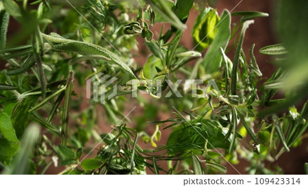 Freeze Motion of Flying Fresh Herbs Leaves. Freeze Motion of Flying Fresh Herbs Leaves. 109423314