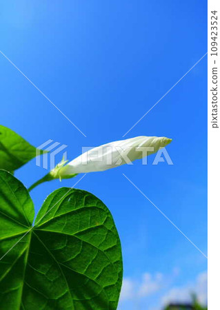 牽牛花 牽牛花 芽 109423524