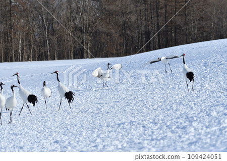 red-crowned crane, fine weather, kushiro, hokkaido 109424051