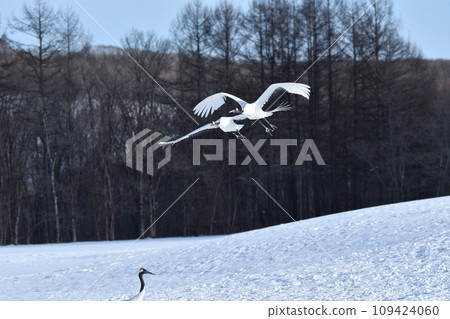 red-crowned crane, fine weather, kushiro, hokkaido 109424060