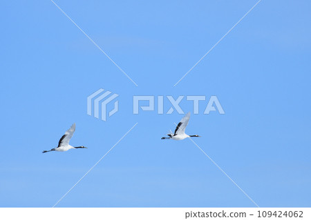 red-crowned crane, fine weather, kushiro, hokkaido 109424062