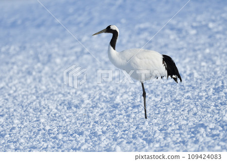 red-crowned crane, fine weather, kushiro, hokkaido 109424083