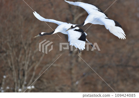 red-crowned crane, fine weather, kushiro, hokkaido 109424085