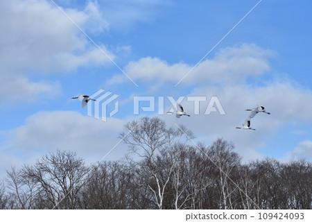 red-crowned crane, fine weather, kushiro, hokkaido 109424093