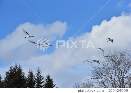 red-crowned crane, fine weather, kushiro, hokkaido 109424099