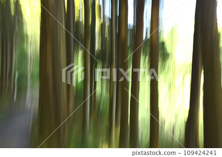 Forest image by ICM 109424241