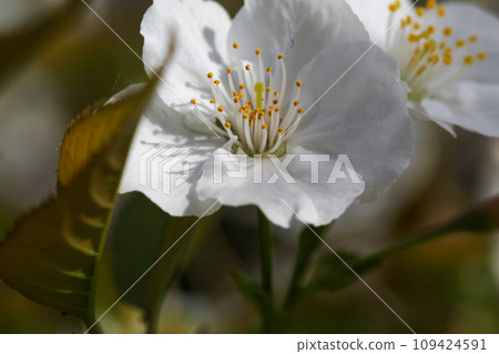 大室櫻花 109424591