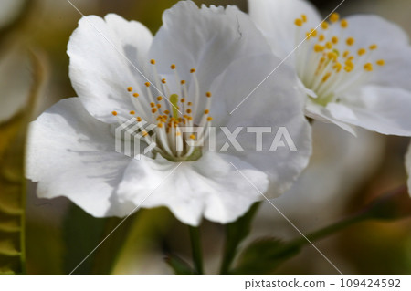 大室櫻花 109424592