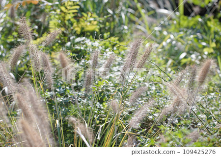 Green foxtail wind 109425276