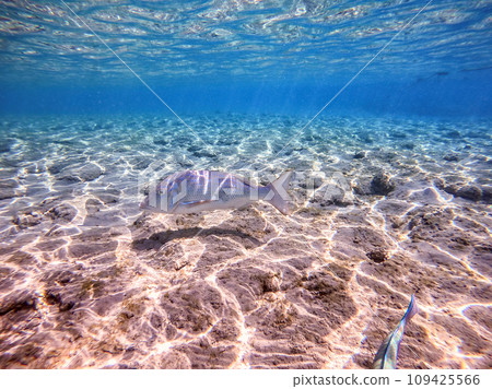 Spangled Emperor fish (Lethrinus Nebulosus) on his coral reef in the Red Sea, Egypt.. Spangled Emperor fish (Lethrinus Nebulosus) on his coral reef in the Red Sea, Egypt.. 109425566