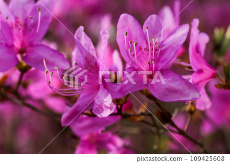 Mitsuba Azalea 109425608
