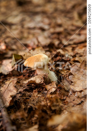 Single Boletus mushroom in the wild. Porcini mushroom grows on the forest floor at autumn season.. 109425609