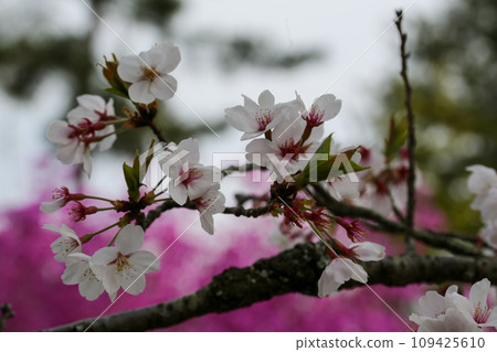 Cherry Blossom Cherry Blossom 109425610