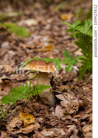 Boletus mushroom in the wild. Porcini mushroom grows on the forest floor at autumn season.. 109425612