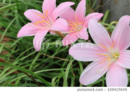 藏紅花百合花的特寫照片 109425649