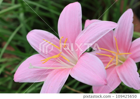 藏紅花百合花的特寫照片 藏紅花百合花的特寫照片 109425650