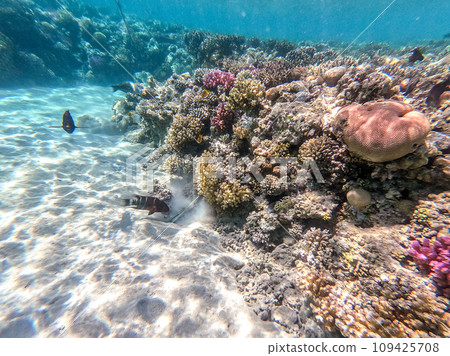 Big Broomtail wrasse (Cheilinus lunulatus) at coral reef.. Big Broomtail wrasse (Cheilinus lunulatus) at coral reef.. 109425708