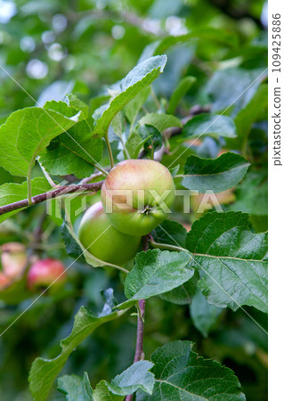 Shiny delicious green apples on a branch ready to be harvested in an apple orchard.. 109425886