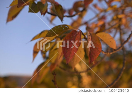 Dead leaves 109425940