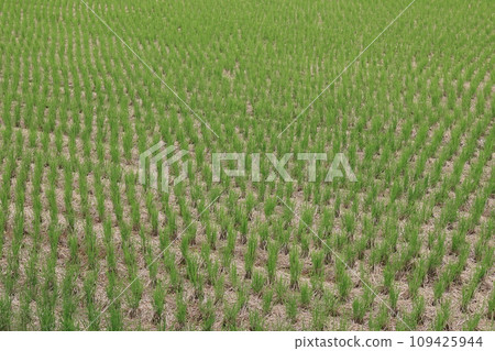 Scenery of a rice field full of second ears of rice 109425944