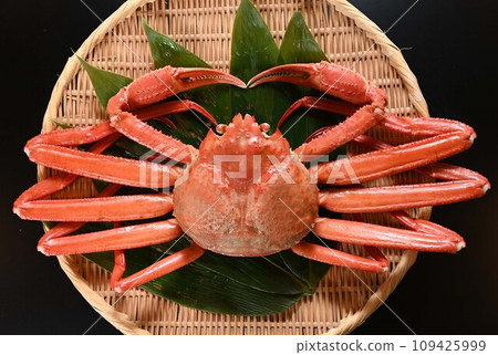 Snow crab Snow crab 109425999