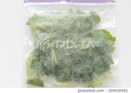 三葉草的冷凍保存 三葉草的冷凍保存 109426481