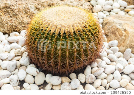 Cactus in the garden and muddy area with white pebbles around. 109426590