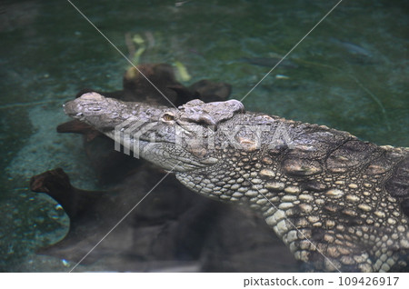 Nile crocodile (genus Crocodylidae, family Crocodiliformes, genus Crocodiliformes) 109426917