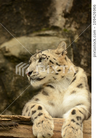 Snow leopard 109426966