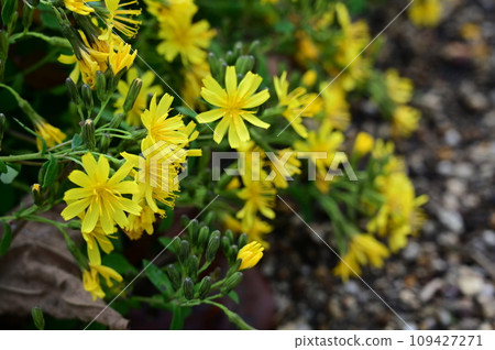Yellow flowers of Azetouna (Asteraceae) 109427271