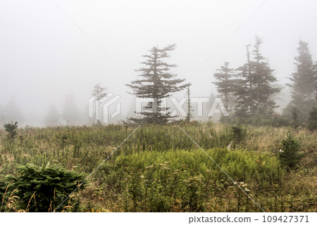 Mountain scenic trail after rain Green forest hill covered by fog Cape Breton Highlands National Park Nova Scotia Canada 109427371