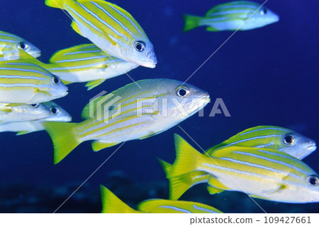洛克森鯛魚融入一群黃色鯛魚中 109427661