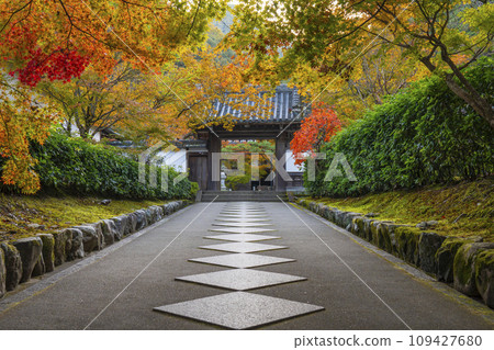 南禪寺分院,秋天的西勝院高德庵,參道被秋葉覆蓋 南禪寺分院,秋天的西勝院高德庵,參道被秋葉覆蓋 109427680